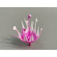 тыч колокольчика роз 75.012